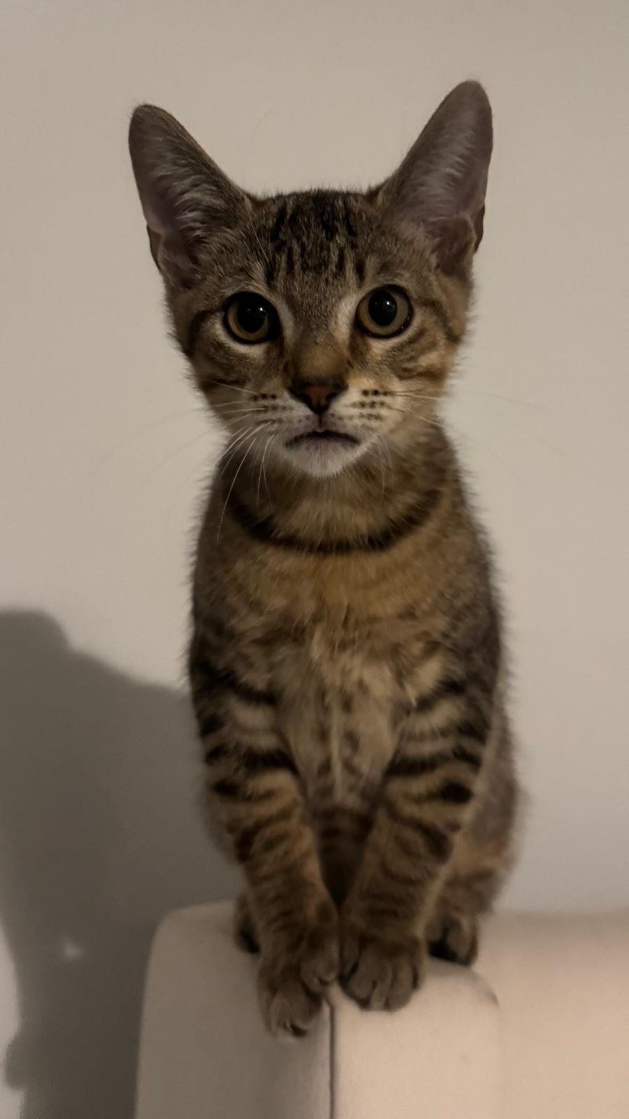 Zion, a Adoptable Domestic Short Hair in Miami, FL image 4/6