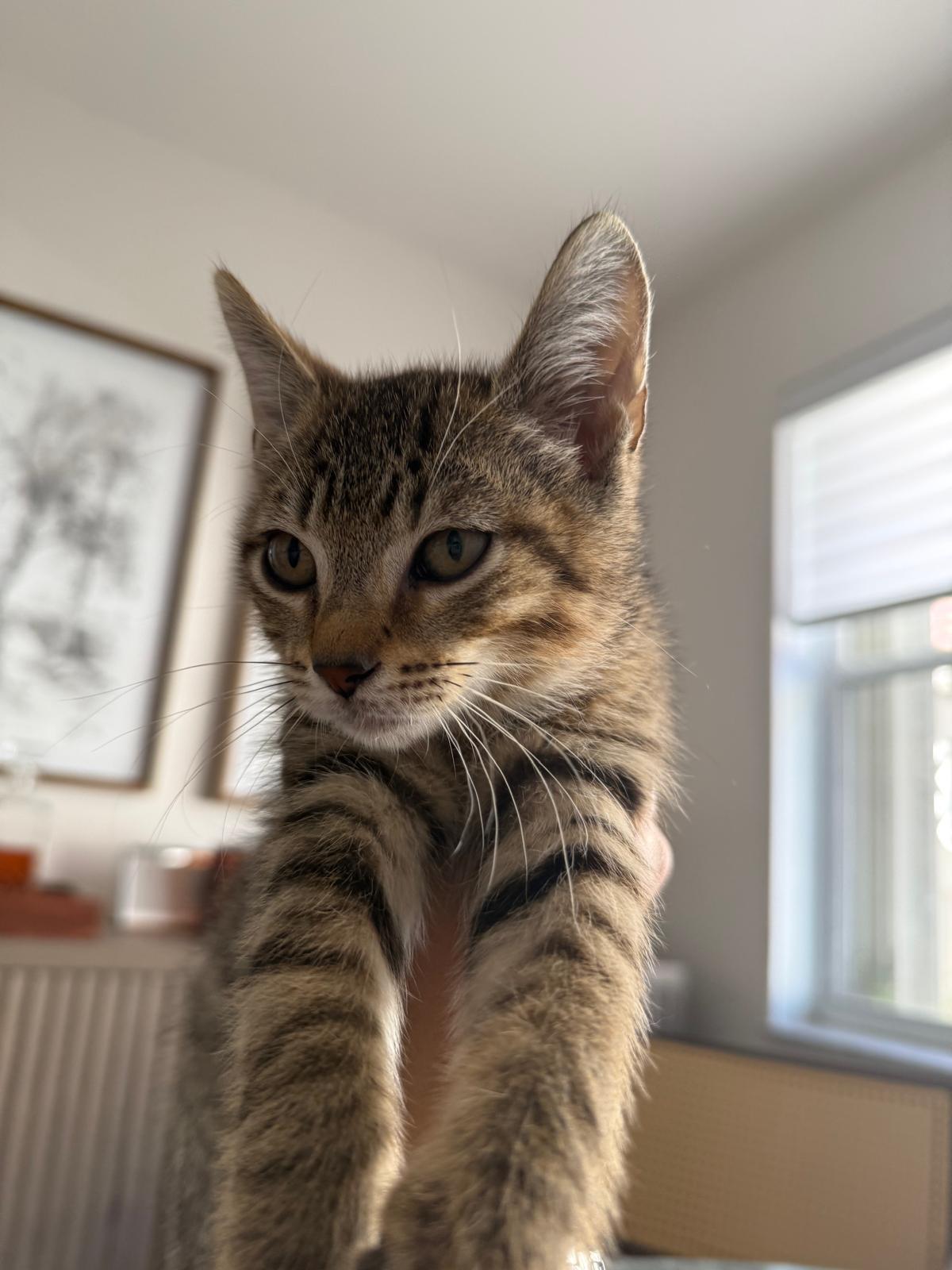 Zion, Adoptable, Kitten Male Domestic Short Hair.