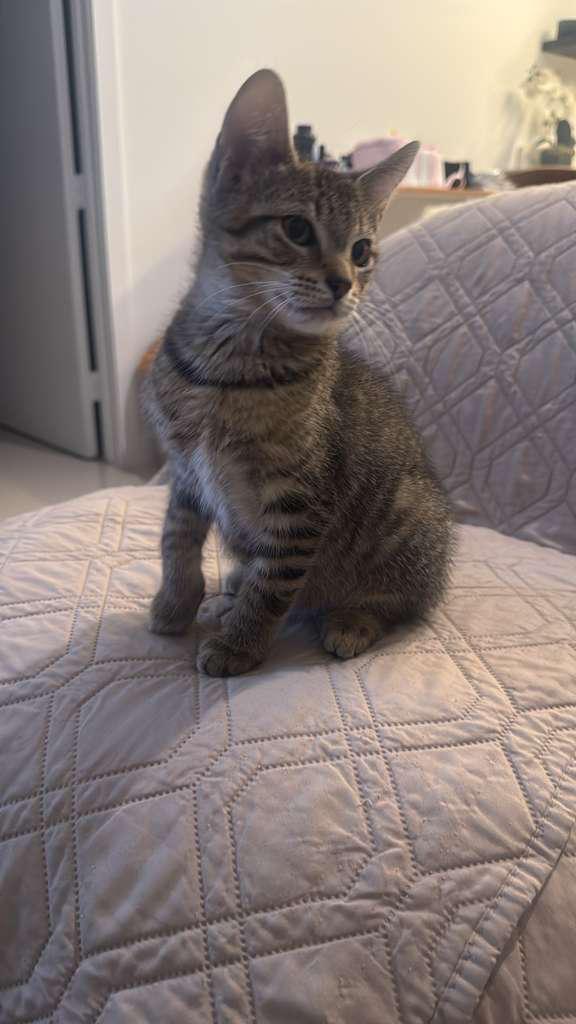 Zion, a Adoptable Domestic Short Hair in Miami, FL image 2/6