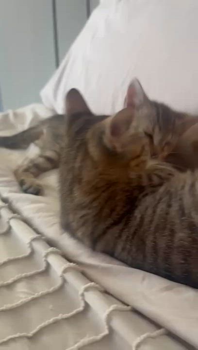 Enlarge Zion, a Adoptable Domestic Short Hair in Miami, FL video 6/6