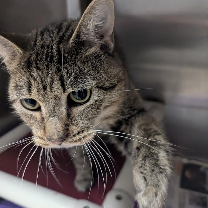 Werewolf thumbnail 2