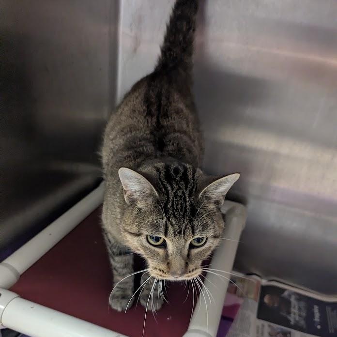 Werewolf thumbnail 3