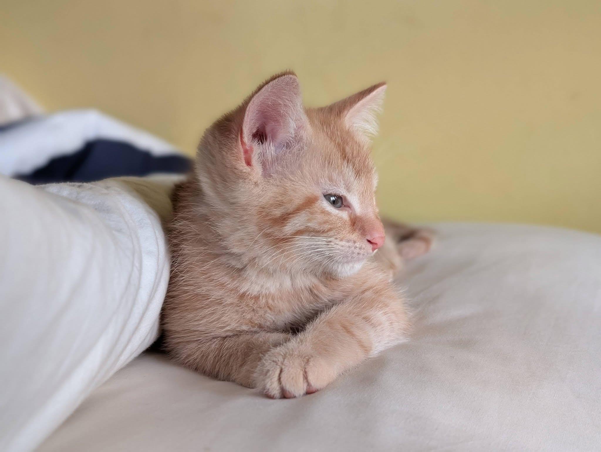 Goldie, an adopted Domestic Short Hair in Battle Creek, MI image 2/3