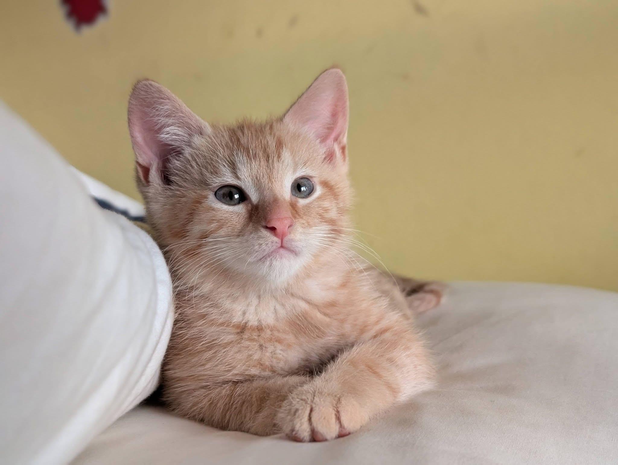 Goldie, an adopted Domestic Short Hair in Battle Creek, MI image 3/3