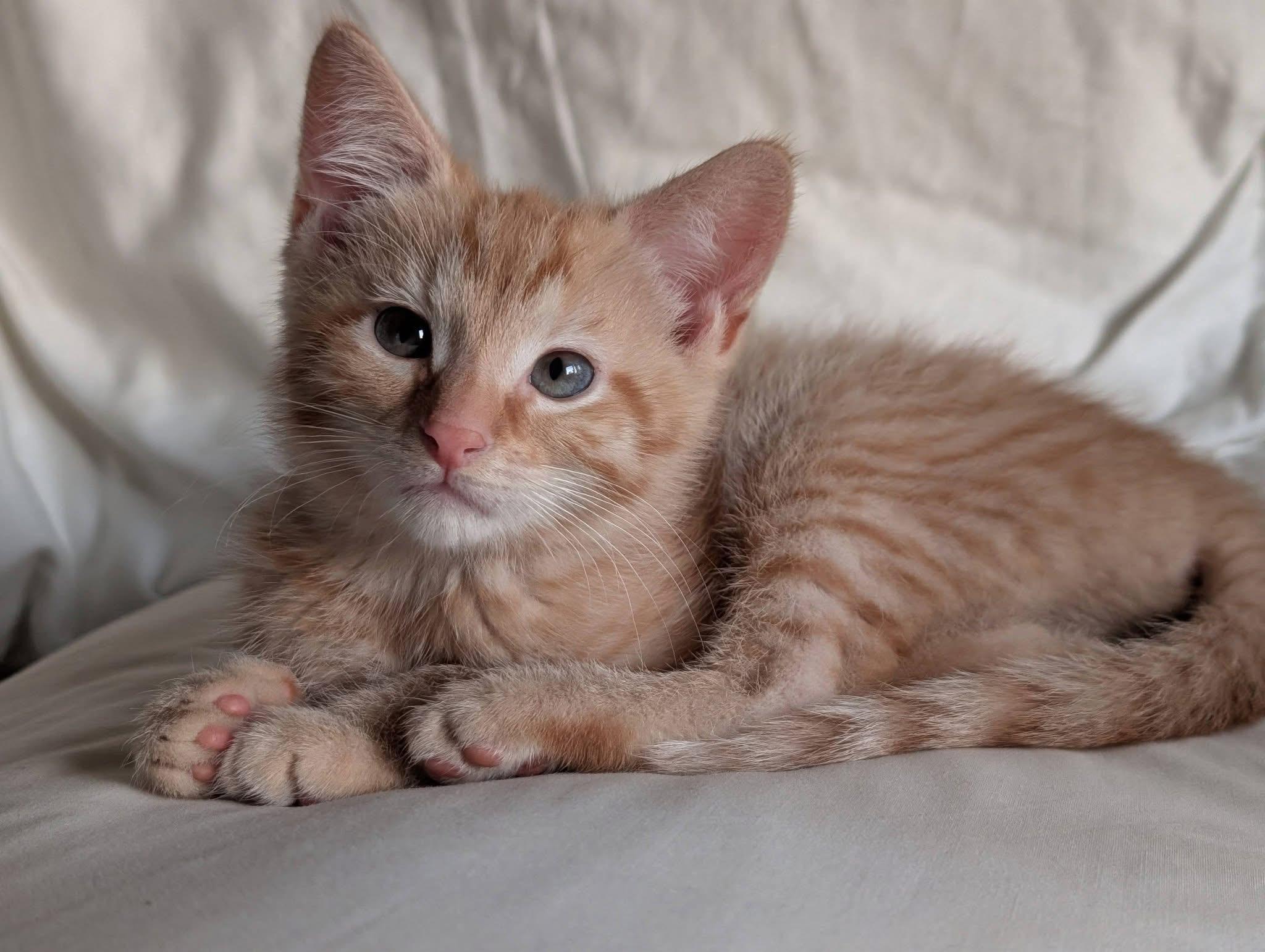 Goldie, an adopted Domestic Short Hair in Battle Creek, MI image 1/3