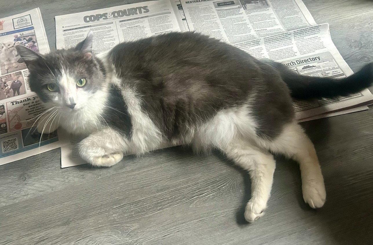 Magic, a Adoptable Domestic Short Hair in Forest Lake, MN image 1/3