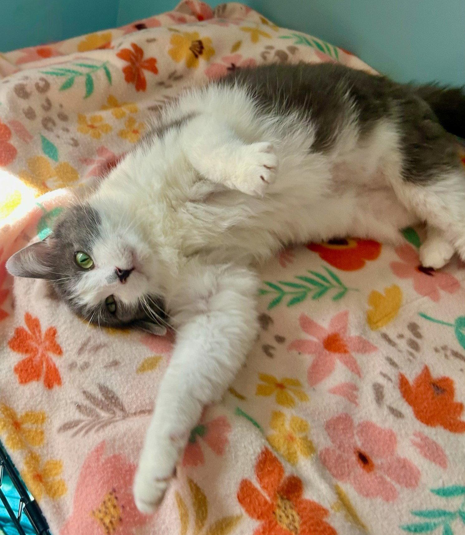 Magic, a Adoptable Domestic Short Hair in Forest Lake, MN image 1/3