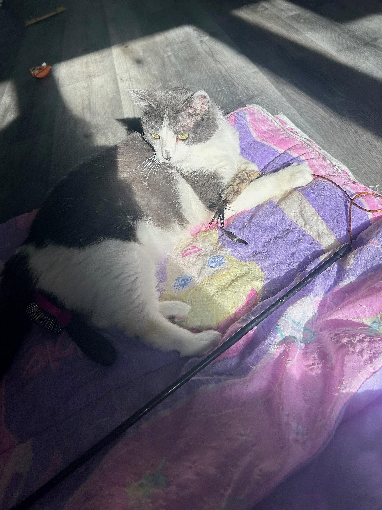 Magic, a Adoptable Domestic Short Hair in Forest Lake, MN image 2/3