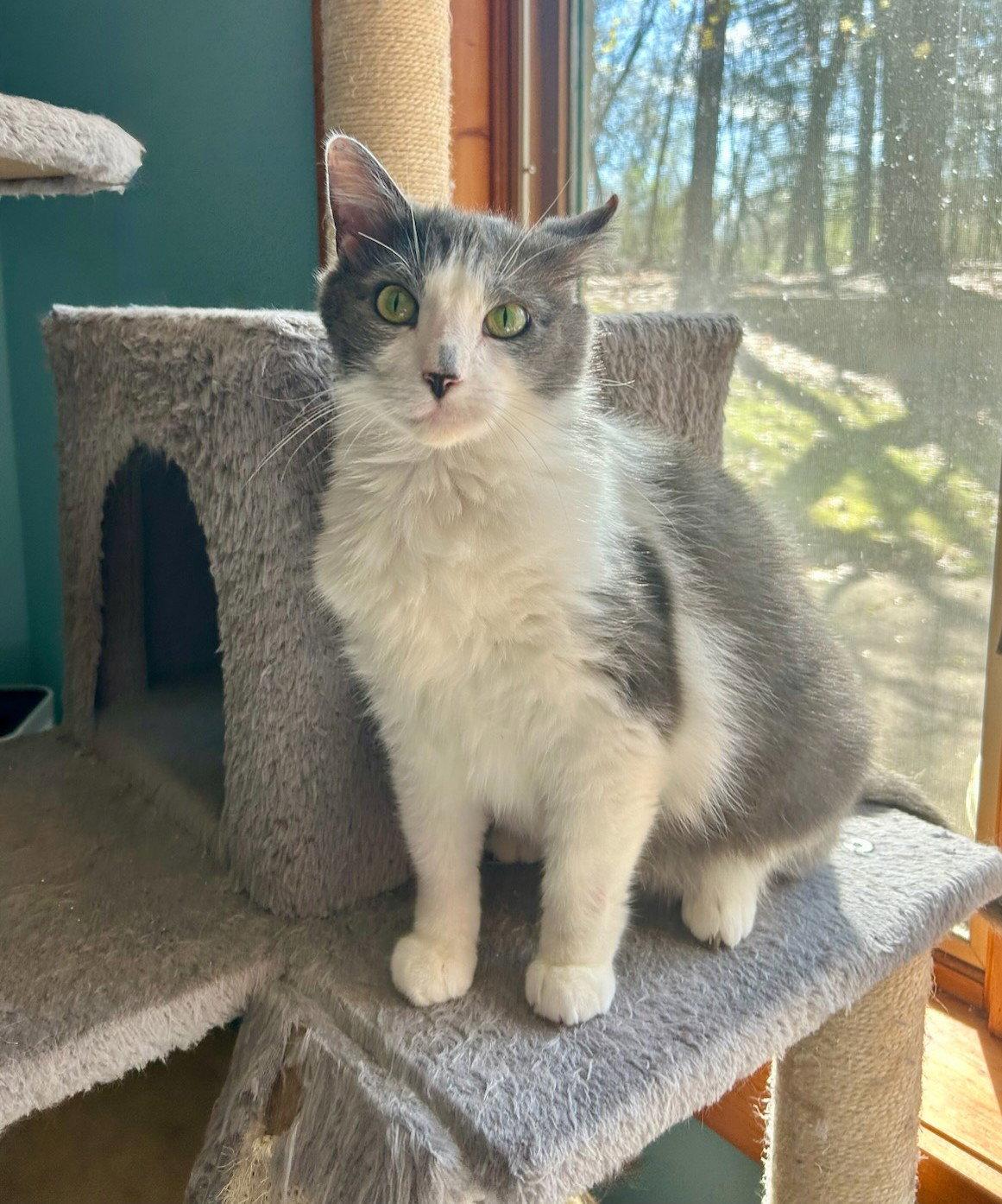Magic, a Adoptable Domestic Short Hair in Forest Lake, MN image 3/3