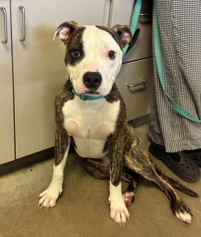 Blooper, a ADOPTABLE mixed breed in Mason City, IA image 2/2