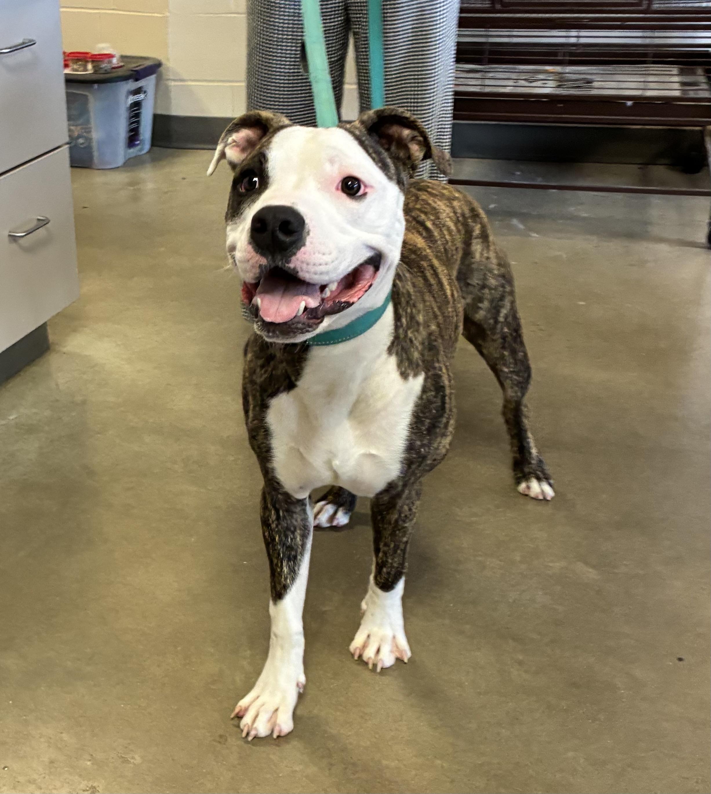 Blooper, ADOPTABLE, Adult Male Pit Bull Terrier & Boxer.