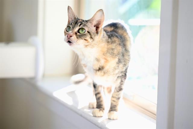 GEORGINA, Adoptable, Adult Female Domestic Short Hair.