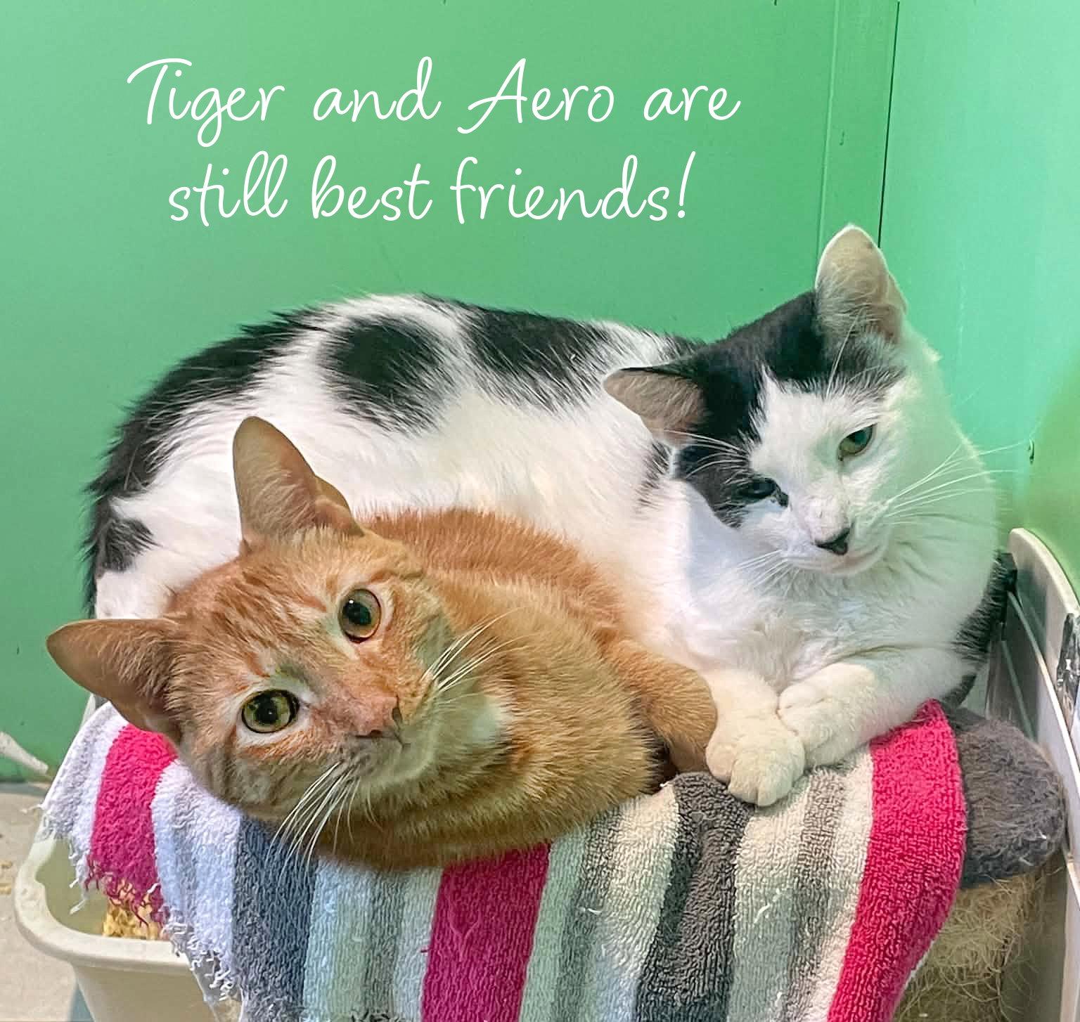 Tiger, Adoptable, Adult Male Domestic Short Hair.