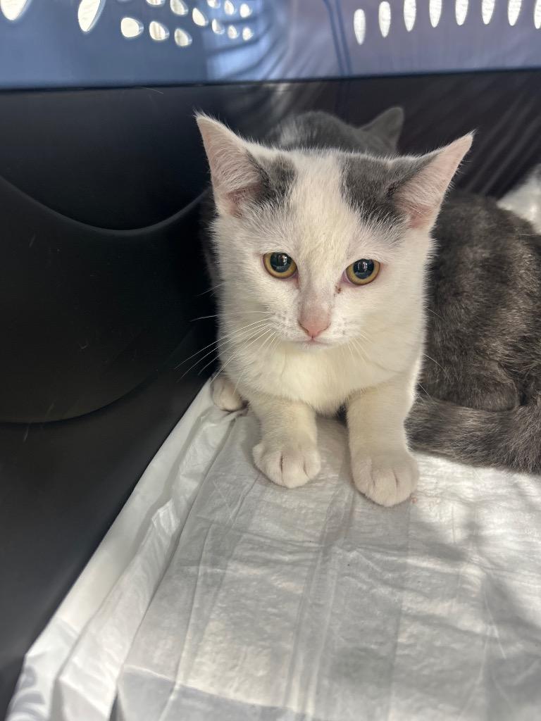 West Cat 4, Adoptable, Young Male Domestic Short Hair.