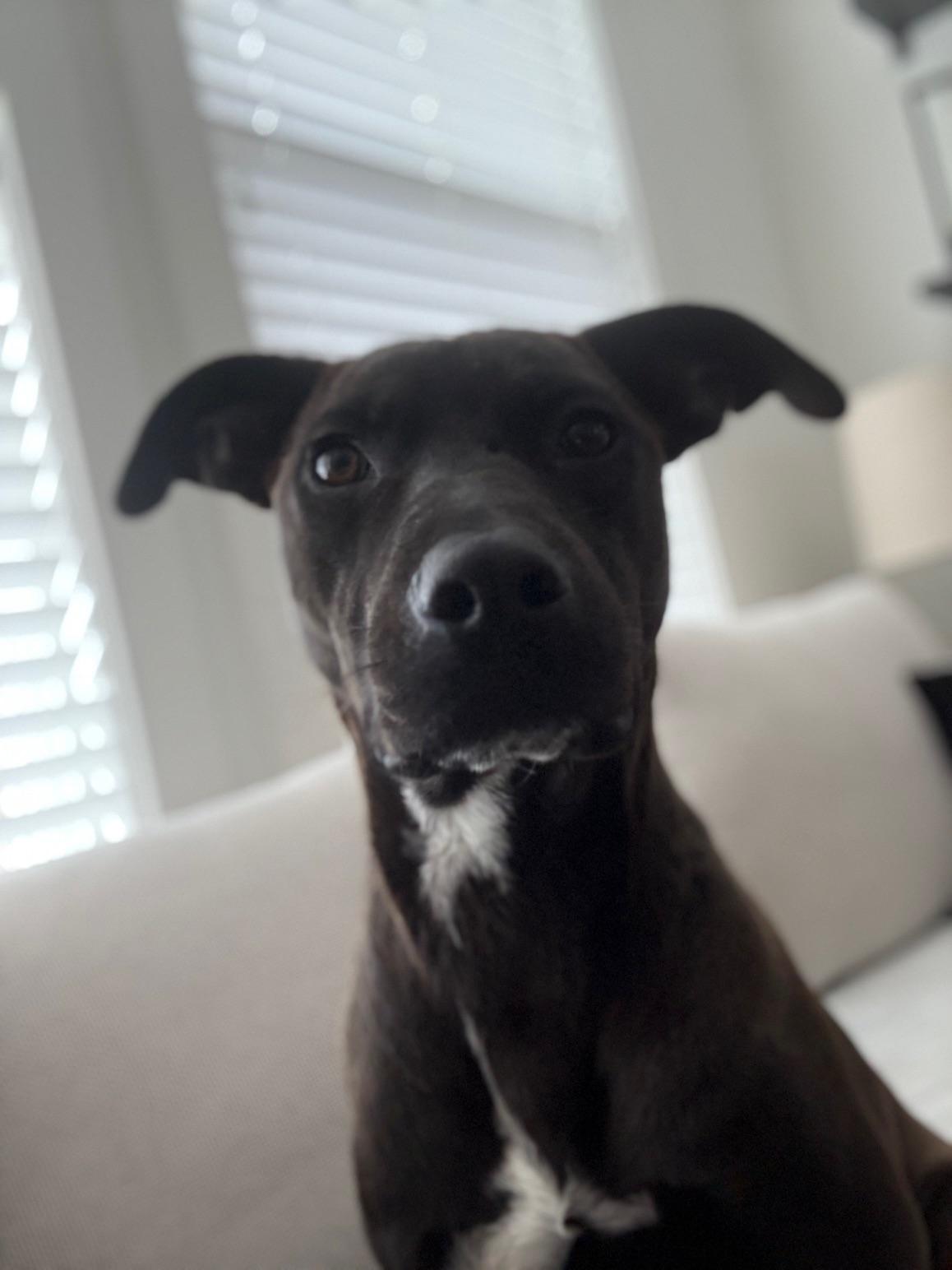 Dex