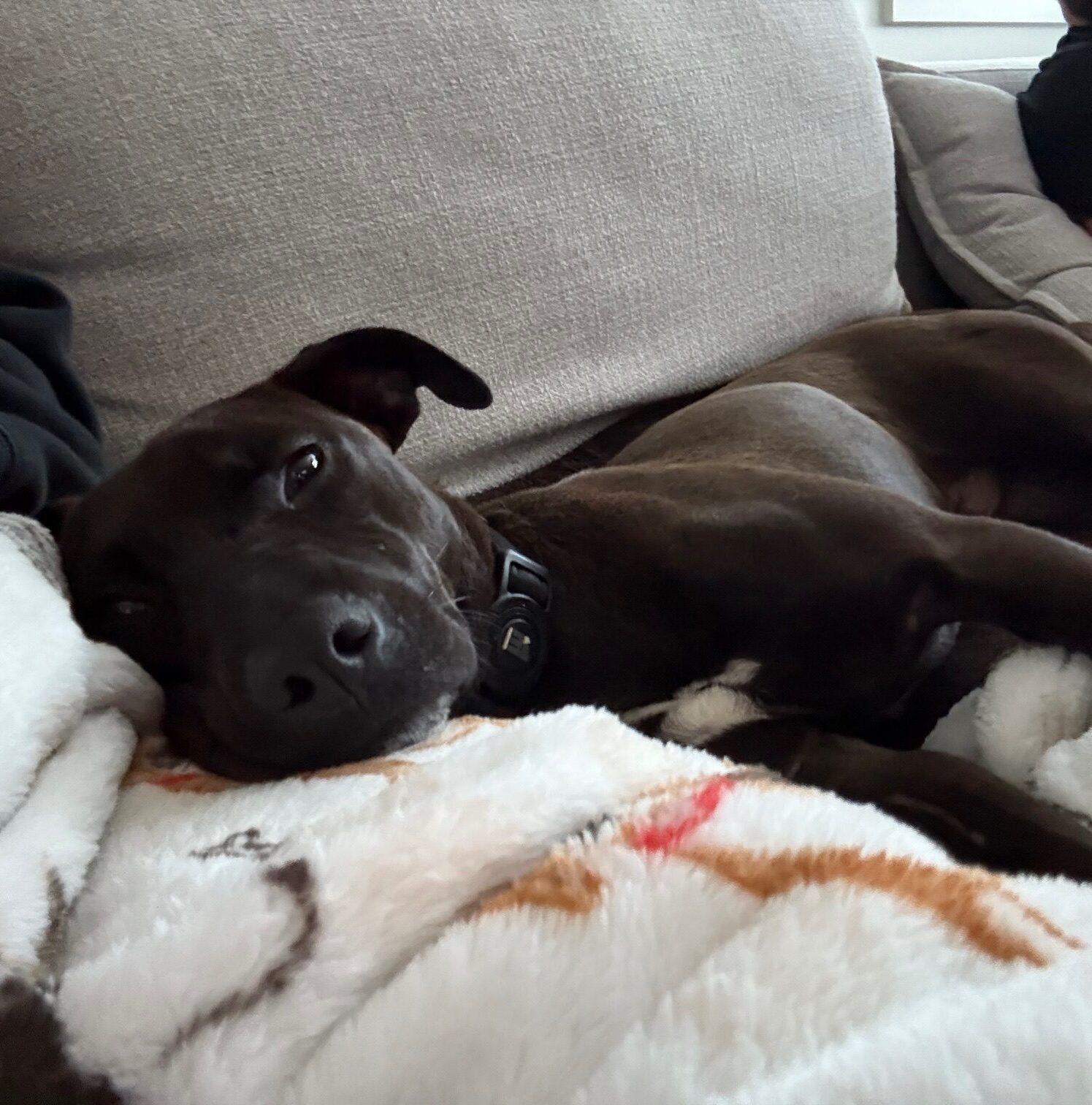 Dex