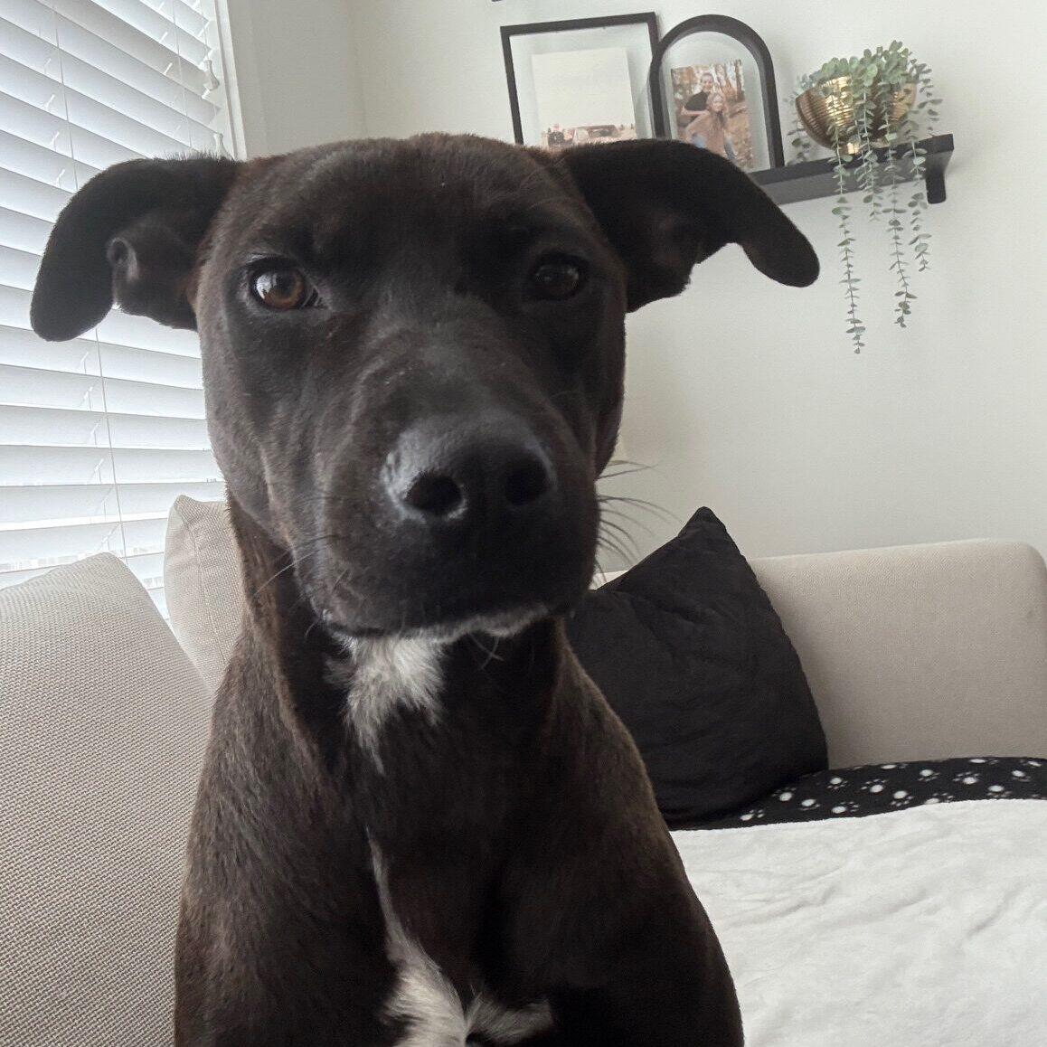 Dex