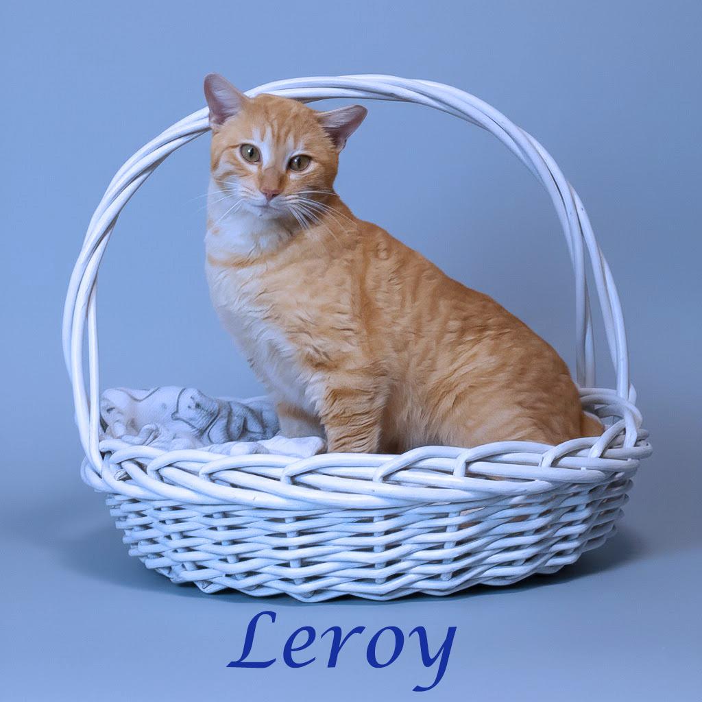 Enlarge Leroy C26-056, a Adoptable Domestic Short Hair in Lebanon, TN image 1/6