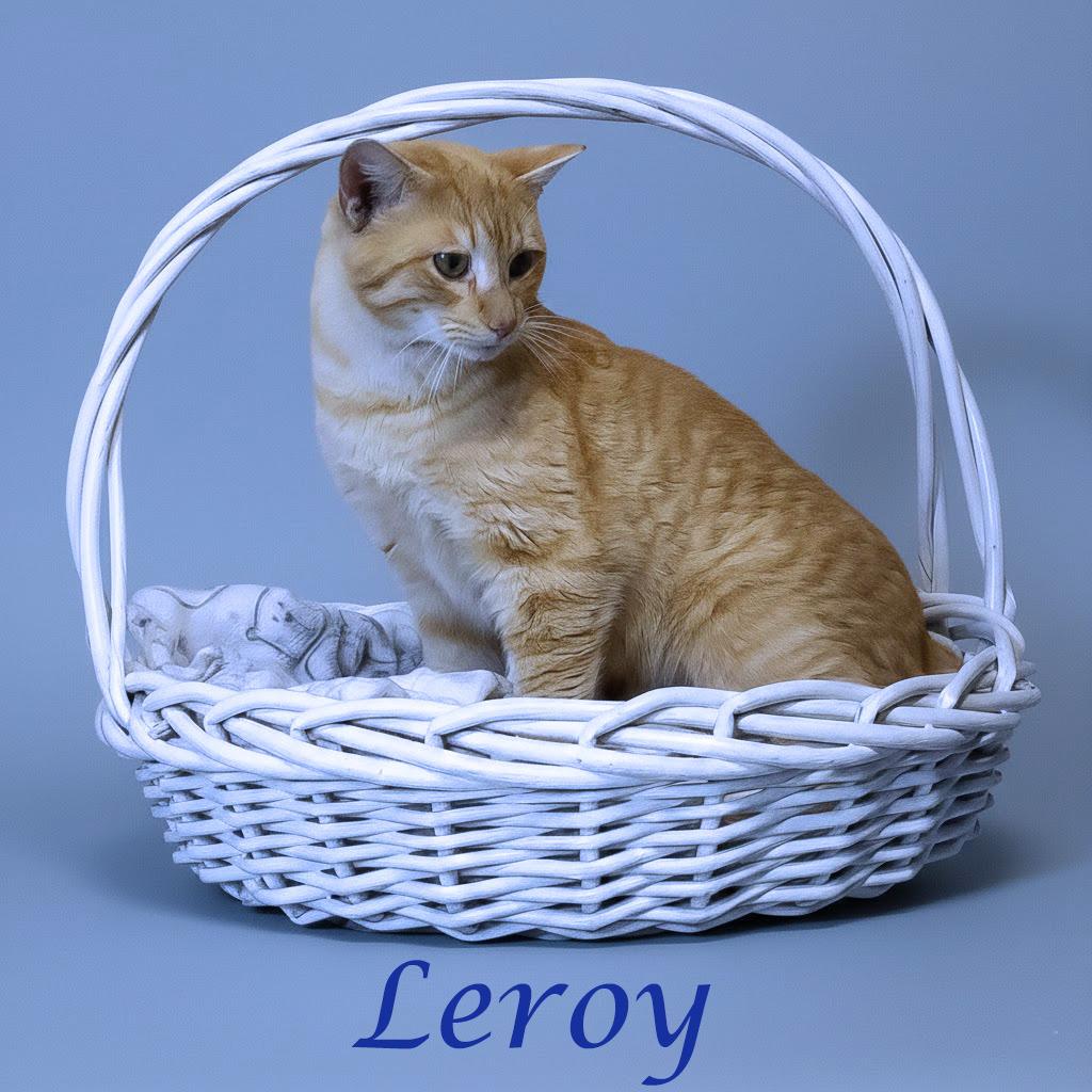 Enlarge Leroy C26-056, a Adoptable Domestic Short Hair in Lebanon, TN image 2/6