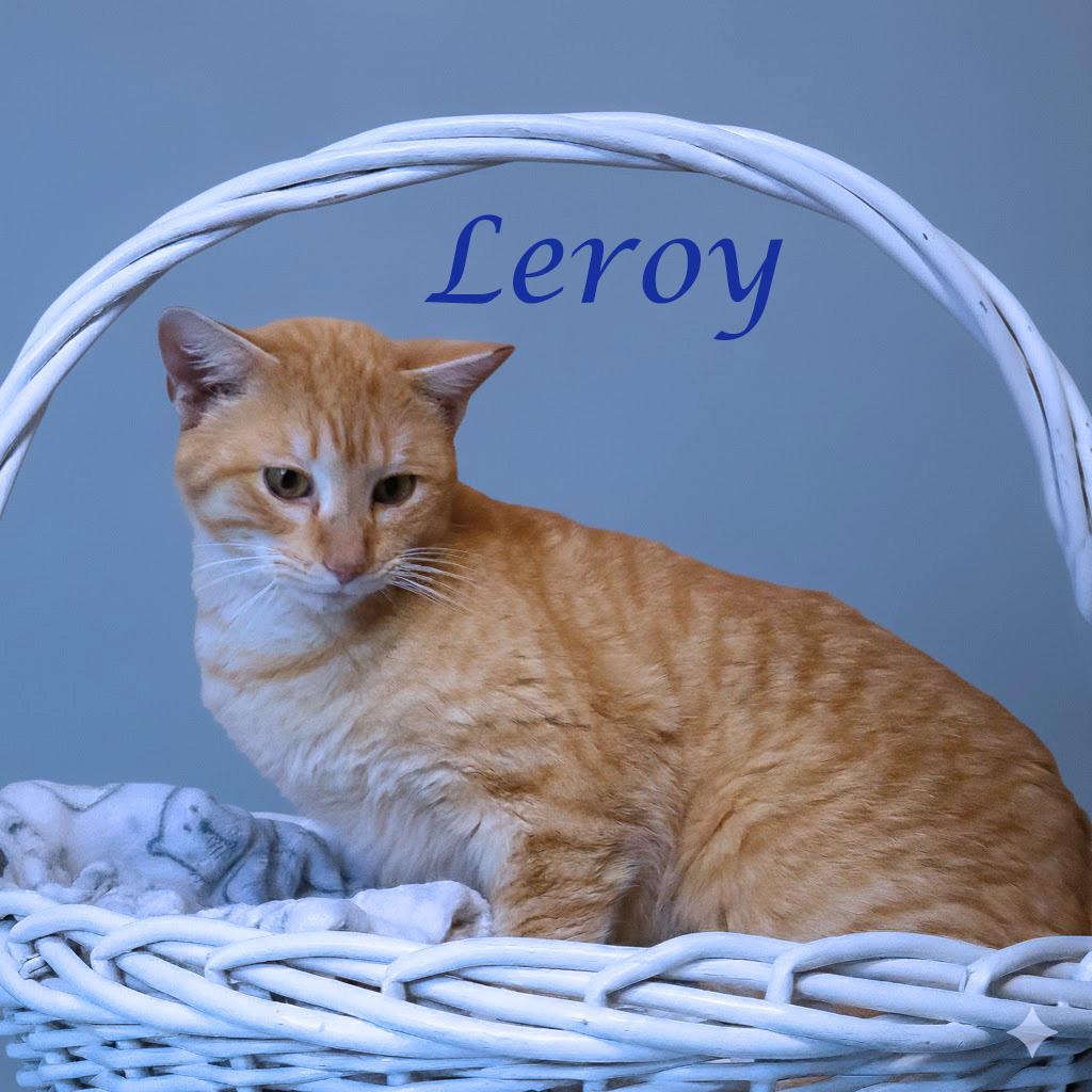 Enlarge Leroy C26-056, a Adoptable Domestic Short Hair in Lebanon, TN image 4/6
