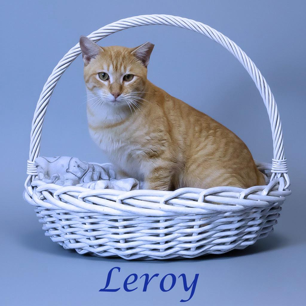 Enlarge Leroy C26-056, a Adoptable Domestic Short Hair in Lebanon, TN image 5/6