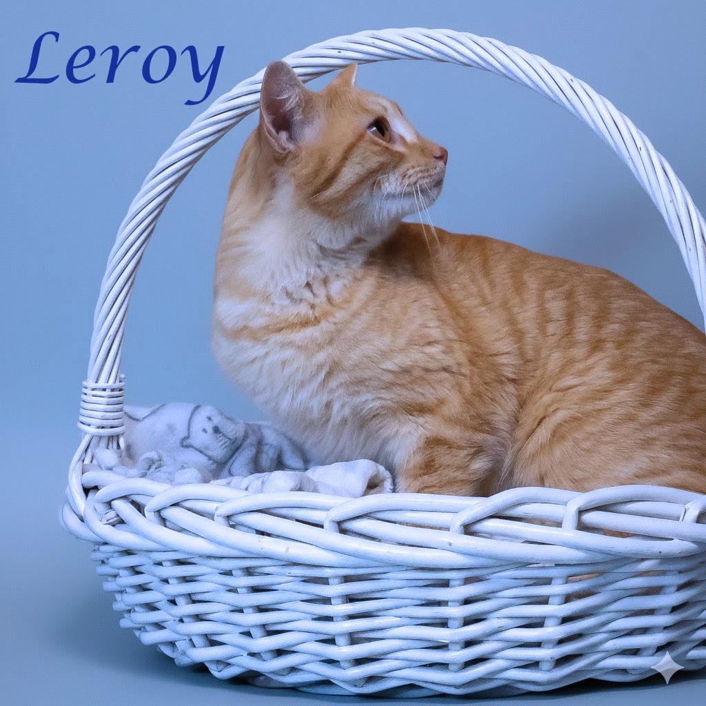 Enlarge Leroy C26-056, a Adoptable Domestic Short Hair in Lebanon, TN image 6/6
