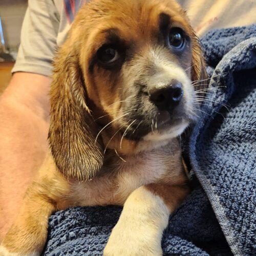 Biscuit (#400), Adoptable, Puppy Female Puggle.