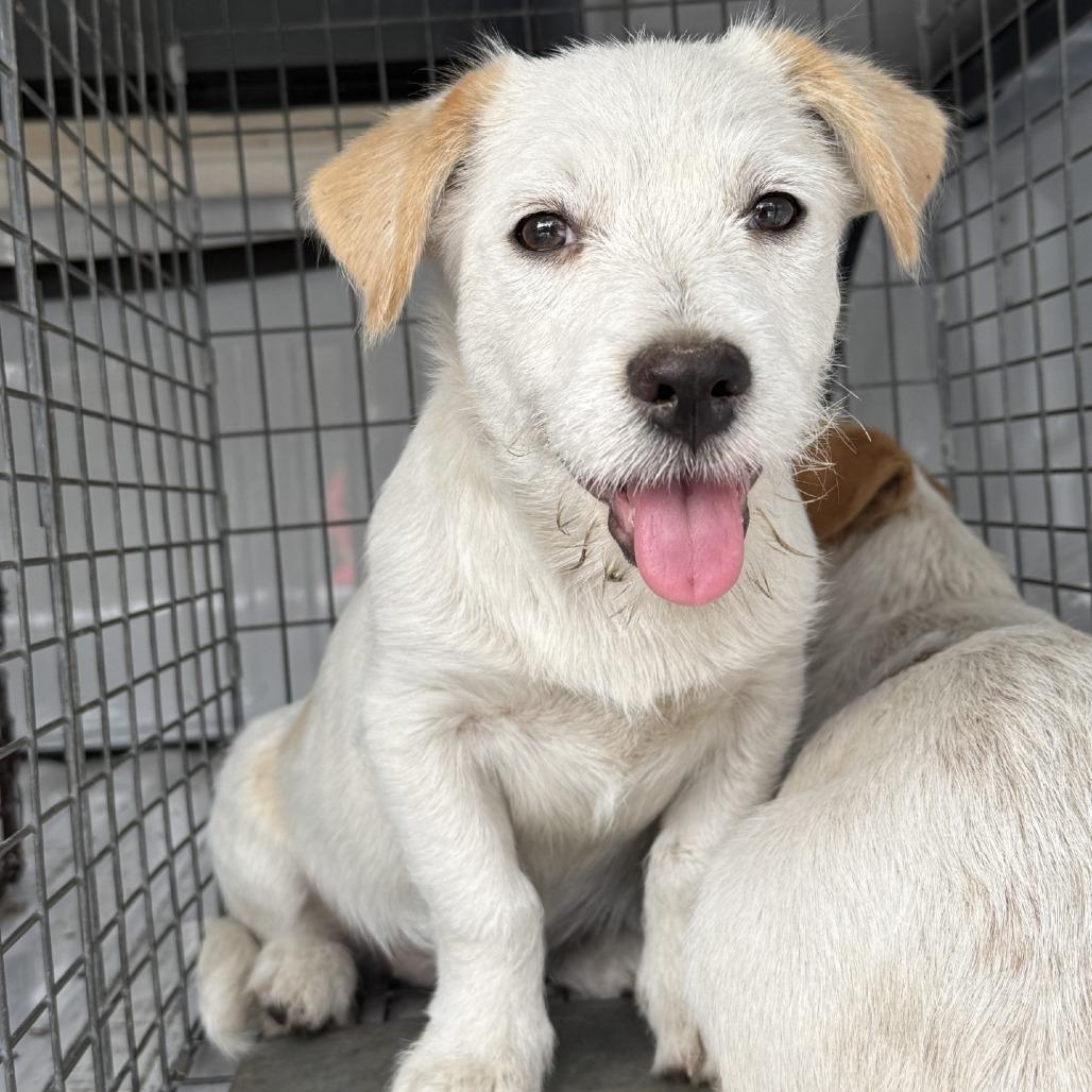 Tommi, Adoptable, Puppy Female Terrier.