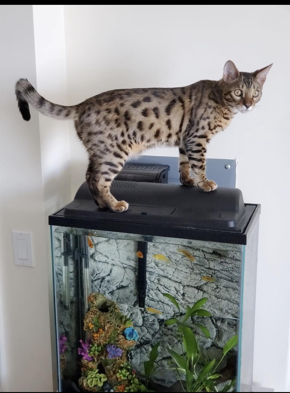 Enlarge Kobe, an adopted Bengal in Glendale, NY image 2/2