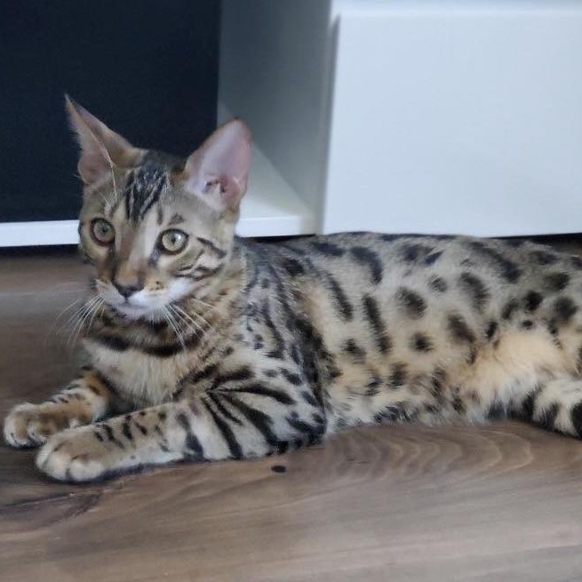 Kobe, adopted, Adult Male Bengal.