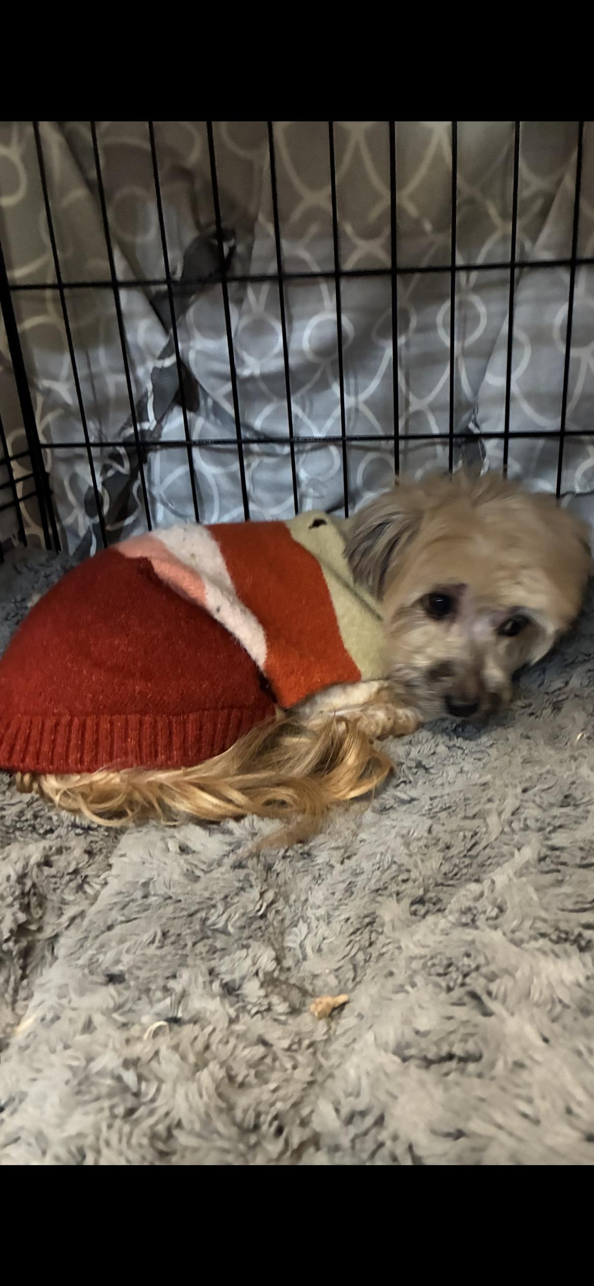 Enlarge Simon , a ADOPTABLE Havanese in Saint Louis, MO image 3/3