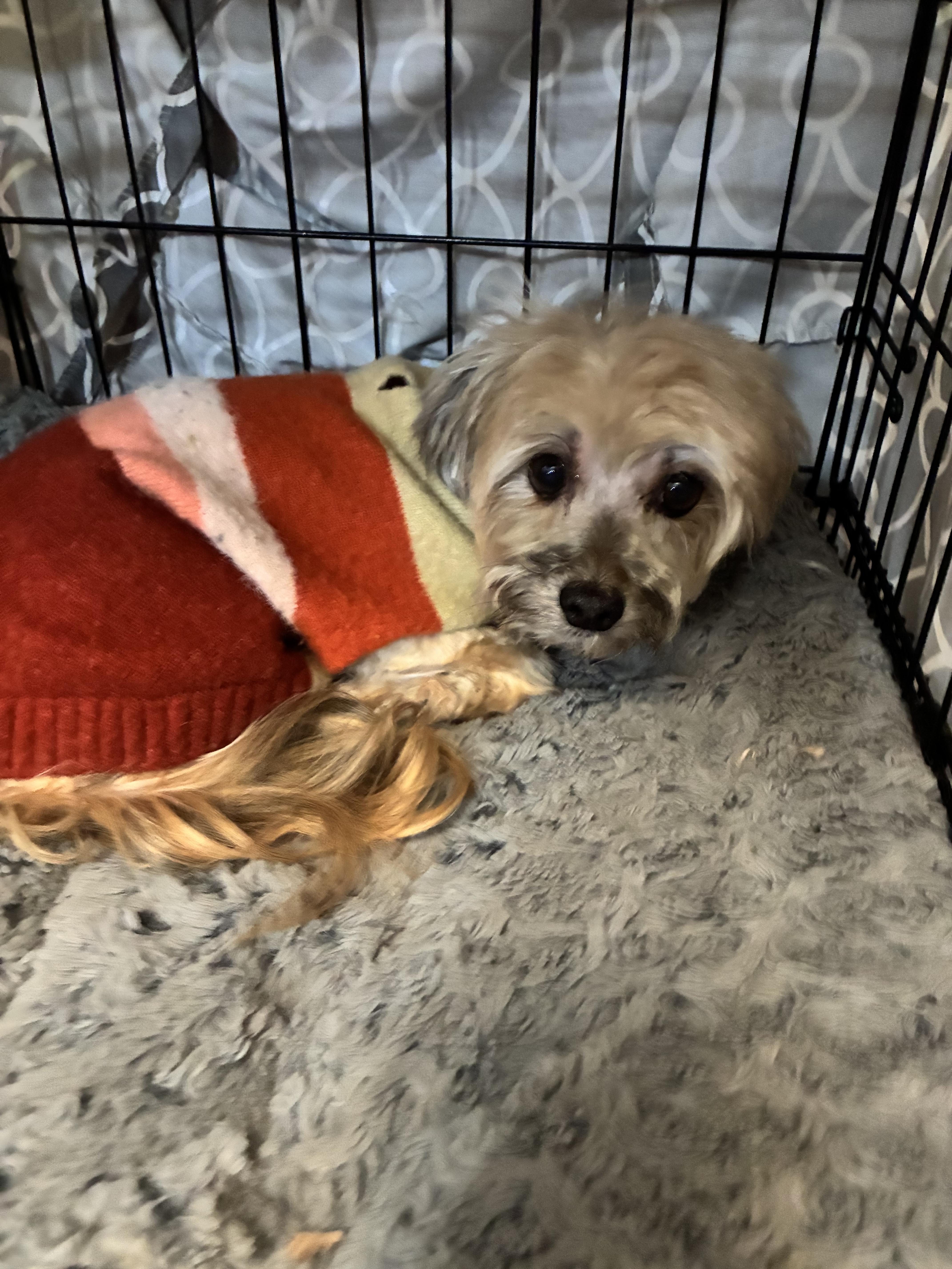 Enlarge Simon , a ADOPTABLE Havanese in Saint Louis, MO image 2/3