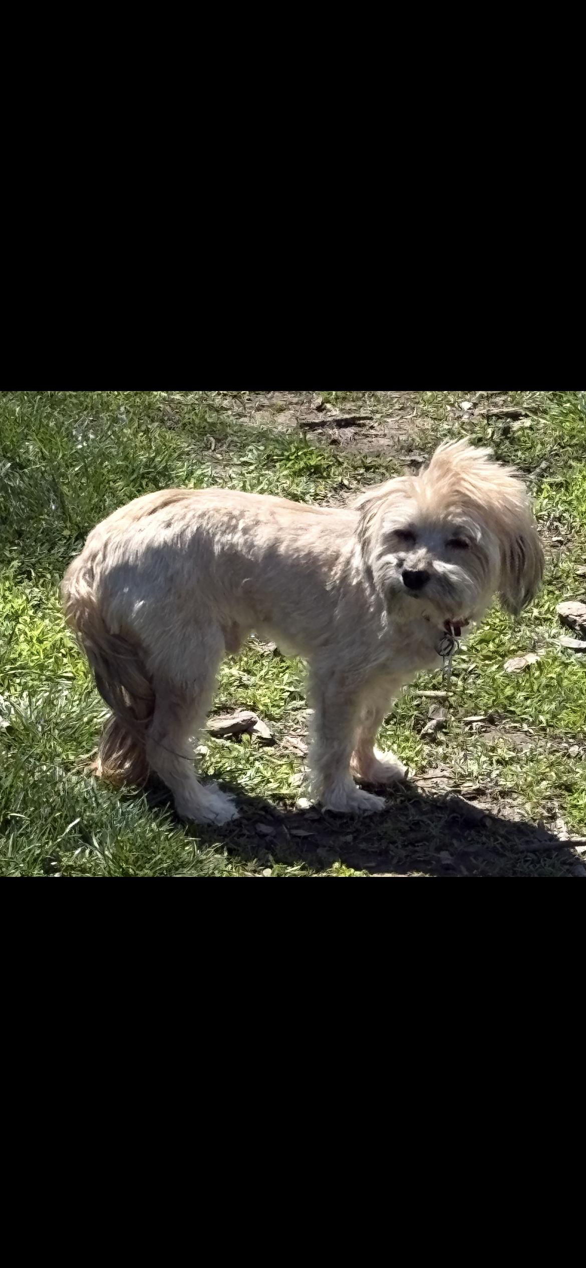 Simon , an adopted Havanese in Saint Louis, MO image 2/3