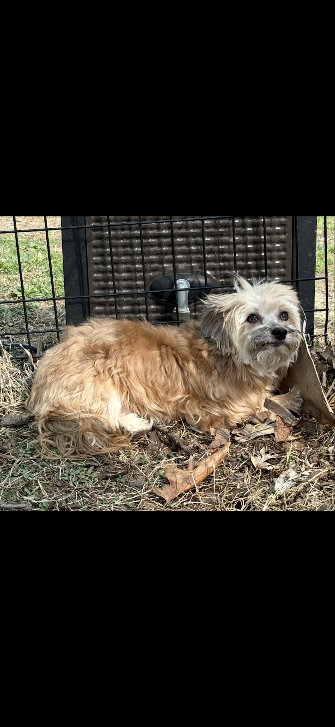 Enlarge Simon , a ADOPTABLE Havanese in Saint Louis, MO image 1/3