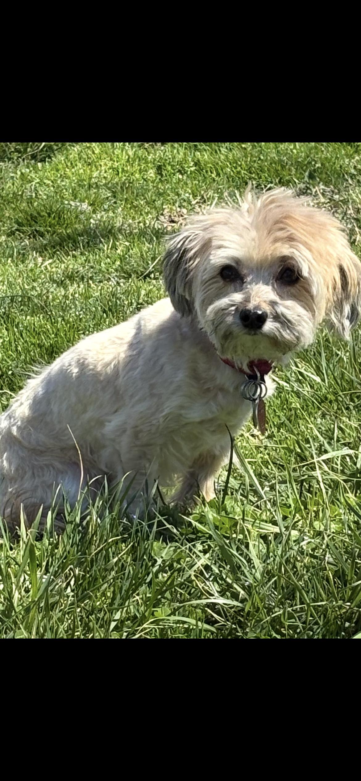 Simon , an adopted Havanese in Saint Louis, MO image 1/3