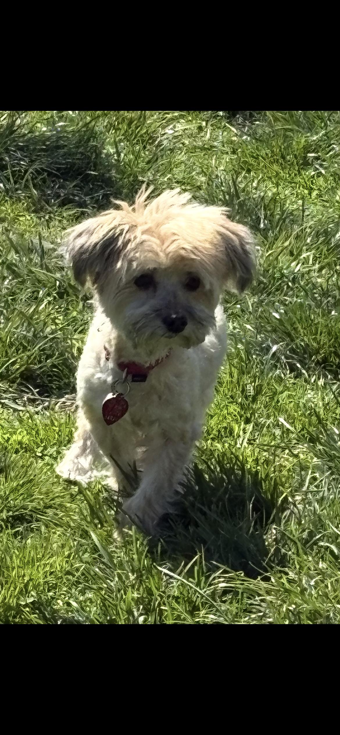 Simon , an adopted Havanese in Saint Louis, MO image 3/3