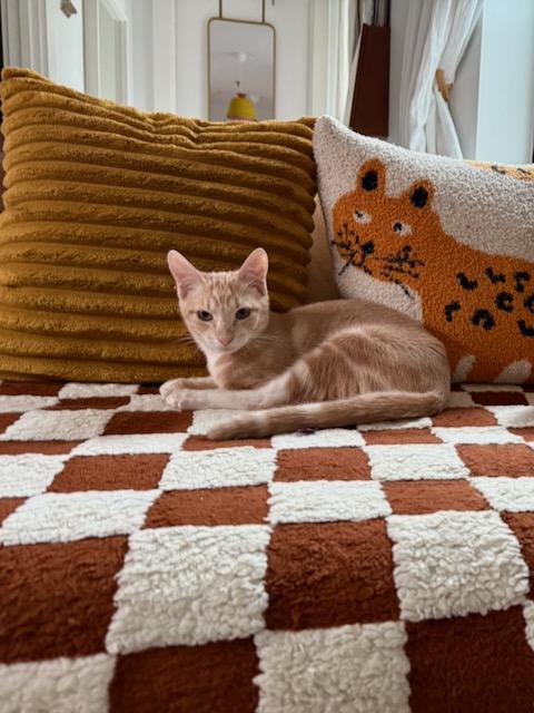 Quakes, Adoptable, Young Male American Shorthair & Domestic Short Hair.