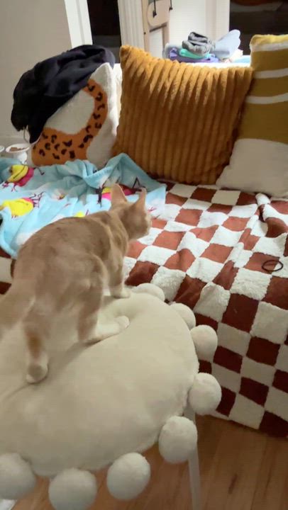 Enlarge Quakes, a Adoptable mixed breed in Brooklyn, NY video 6/6