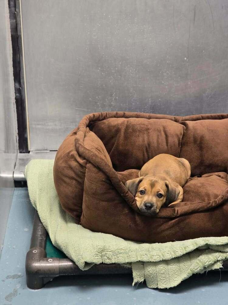 Malia, ADOPTABLE, Puppy Female Black Mouth Cur.