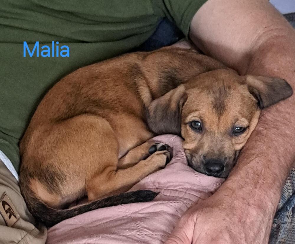 Enlarge Malia, a ADOPTABLE mixed breed in Commerce City, CO image 2/4
