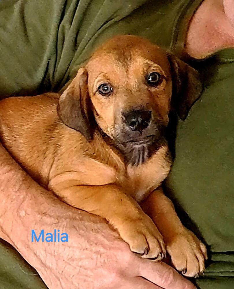 Enlarge Malia, a ADOPTABLE mixed breed in Commerce City, CO image 3/4