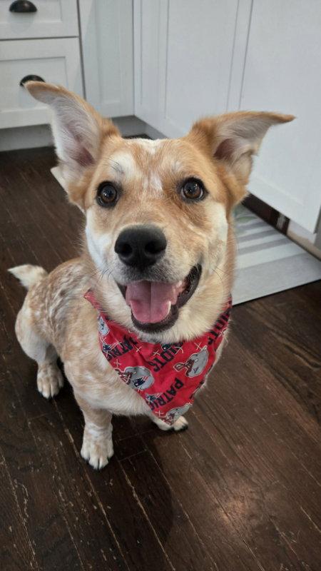 Hopper, Adopted, Young Male Corgi & Australian Cattle Dog / Blue Heeler.