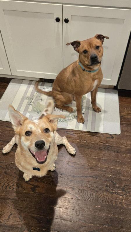 Enlarge Hopper, a Adopted mixed breed in East Derry, NH image 2/3