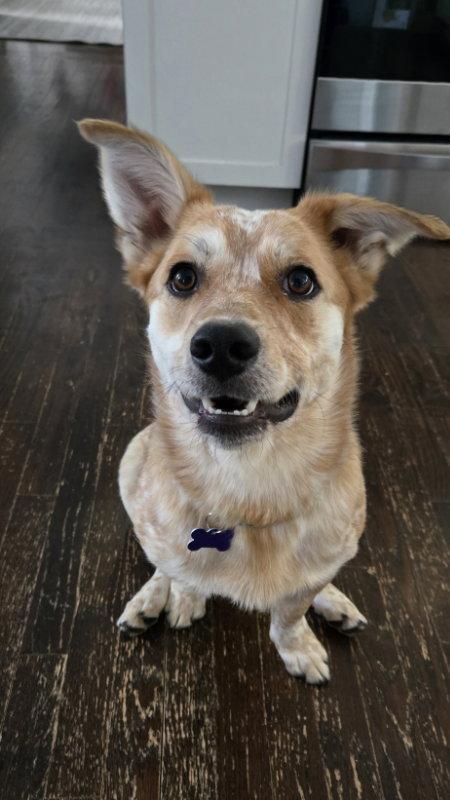 Enlarge Hopper, a Adopted mixed breed in East Derry, NH image 3/3