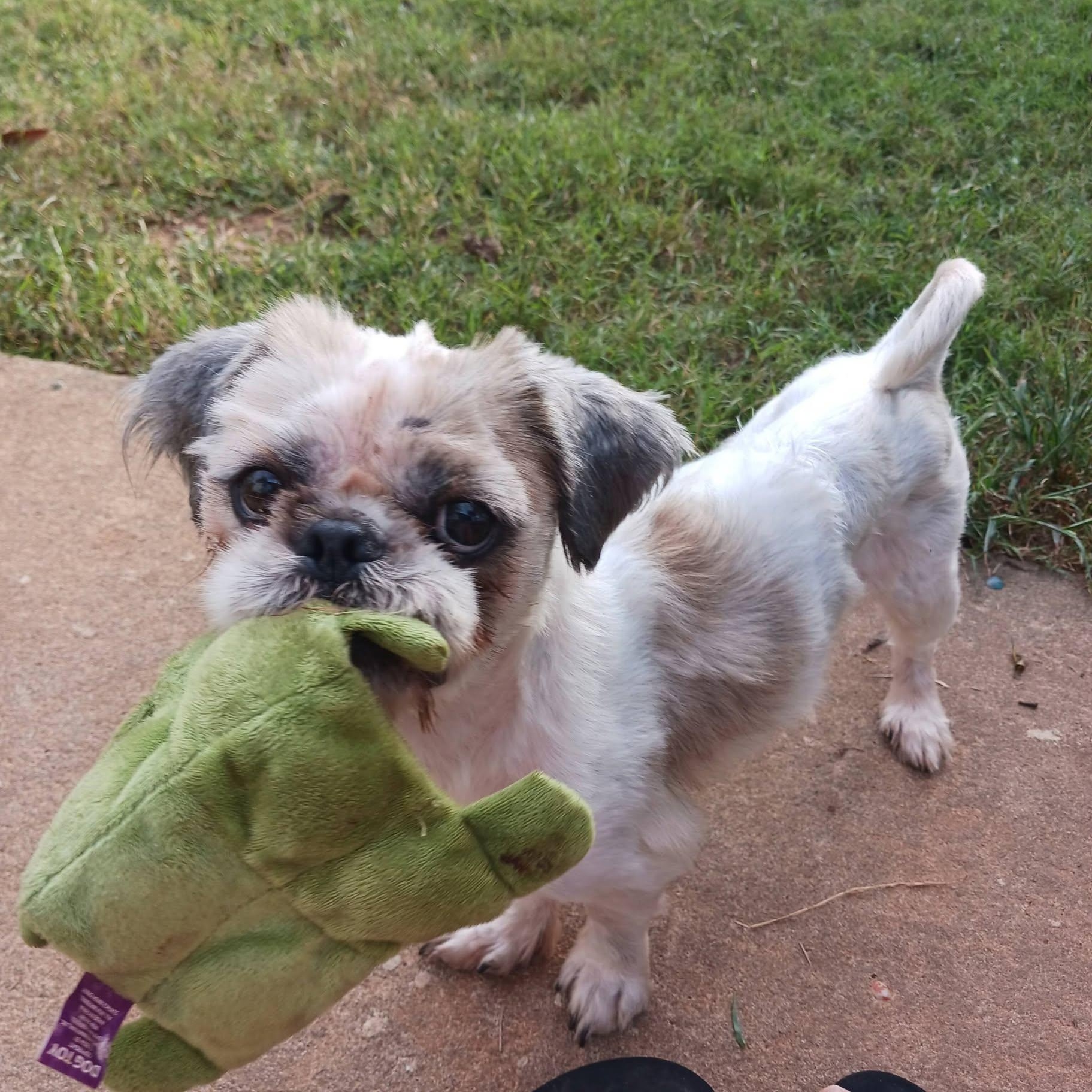 Enlarge Andy, a Adoptable mixed breed in Greenville, SC image 3/3