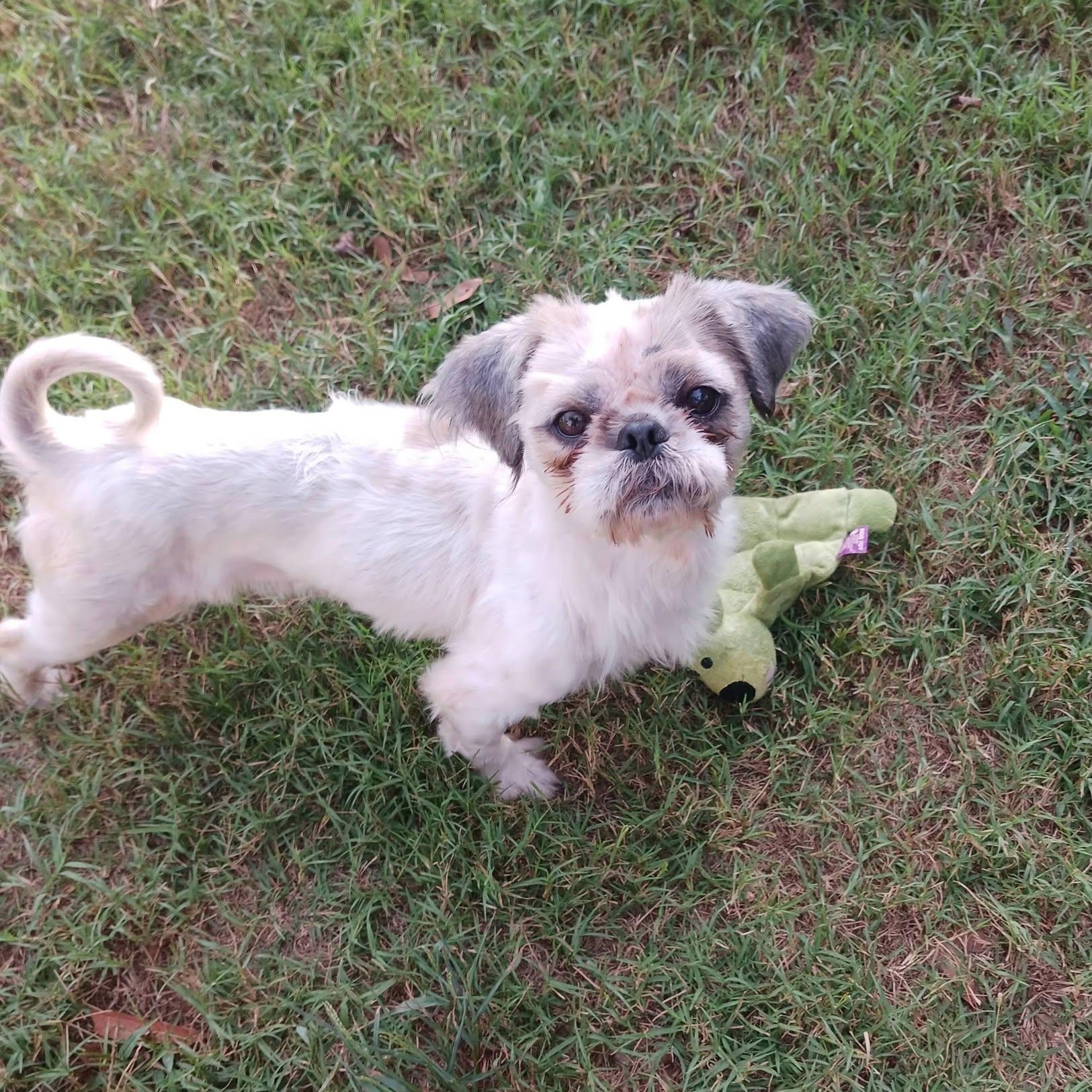 Enlarge Andy, a Adoptable mixed breed in Greenville, SC image 2/3