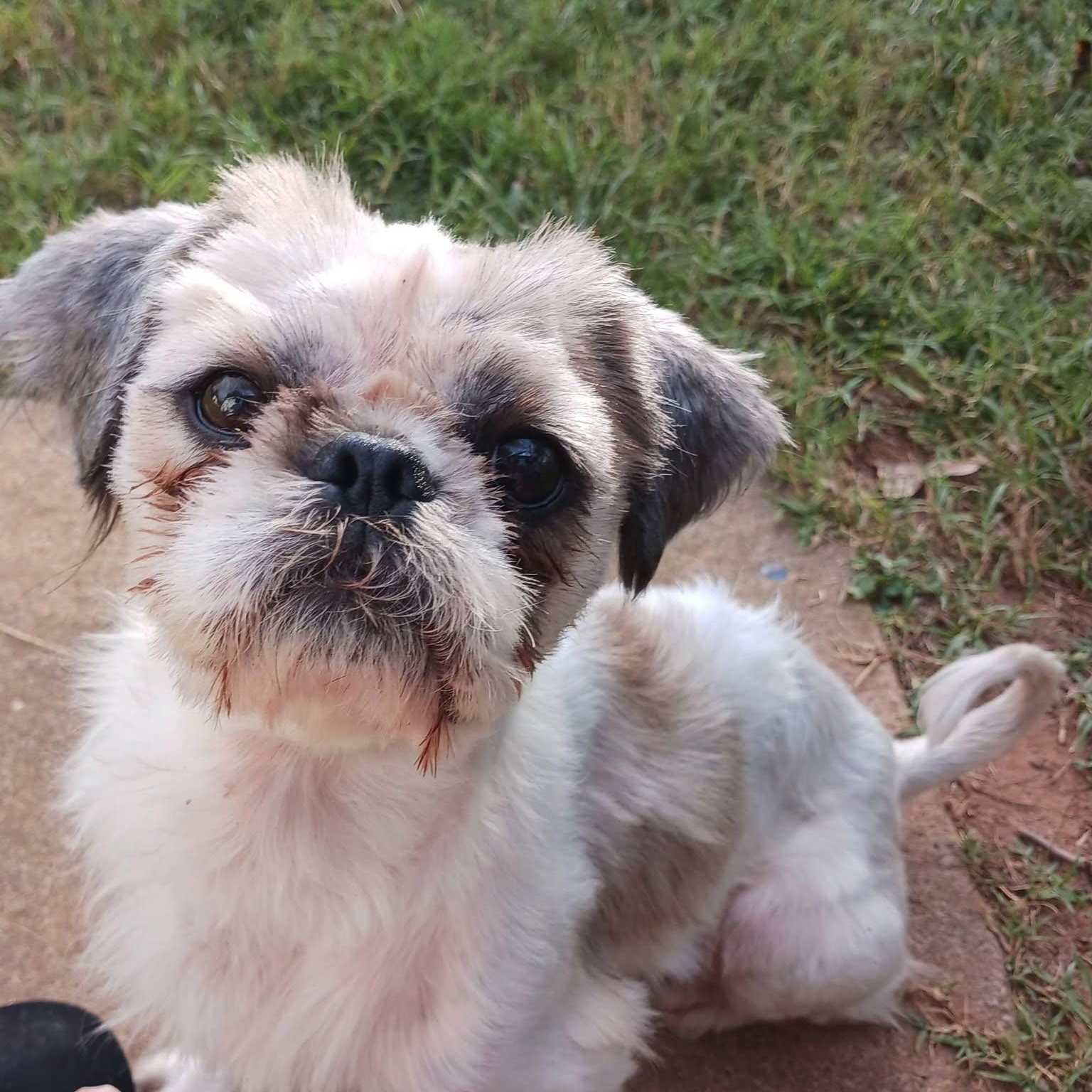 Enlarge Andy, a Adoptable mixed breed in Greenville, SC image 1/3