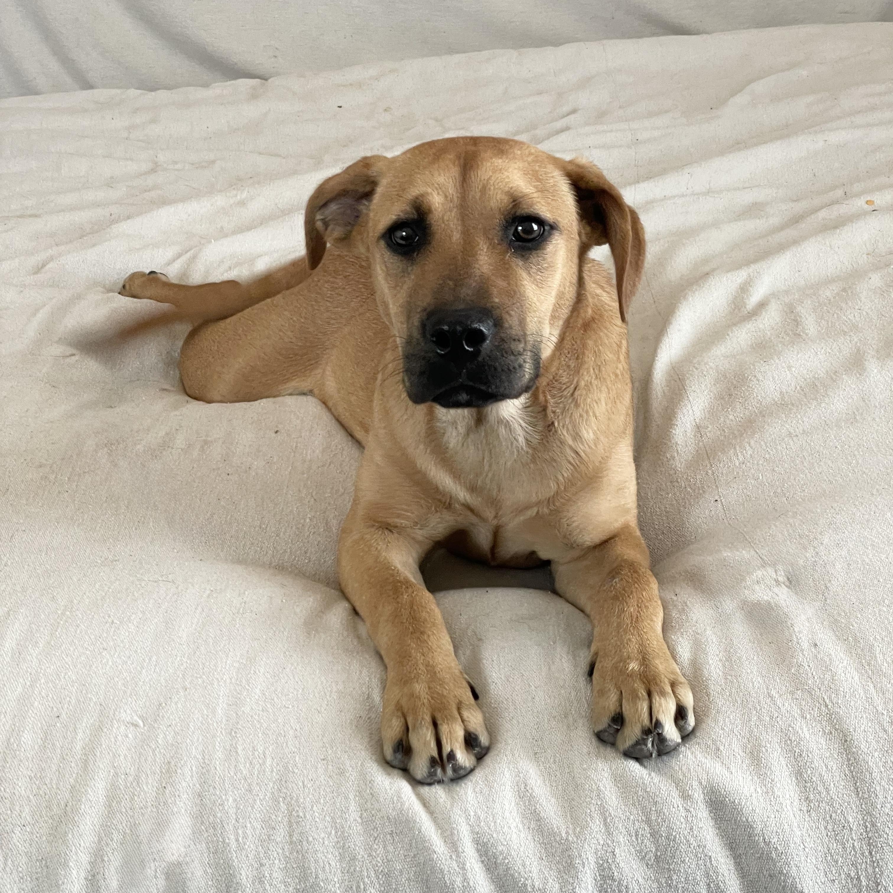 Enlarge Cuddly Kasey, a ADOPTABLE mixed breed in West Hartford , CT image 4/4
