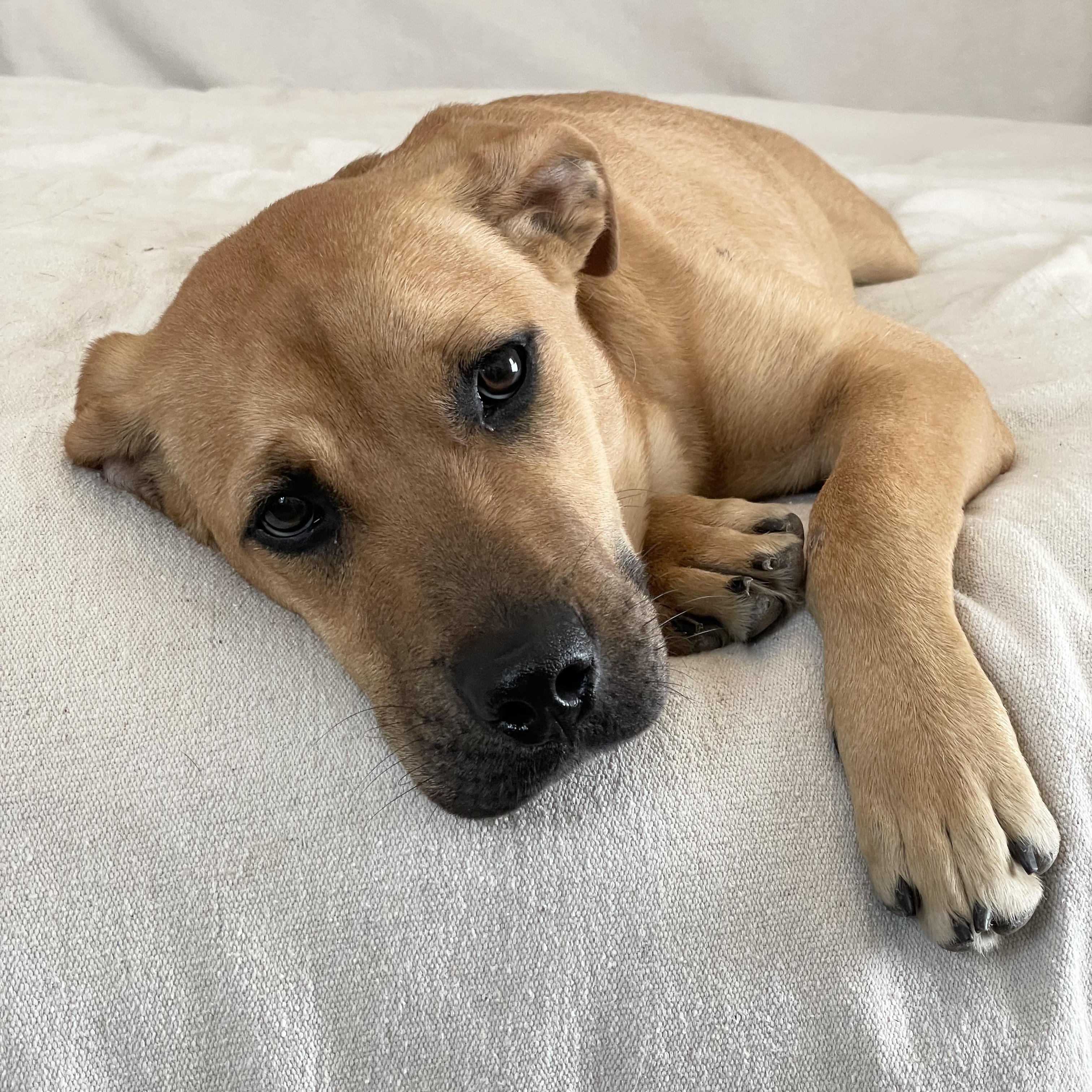 Cuddly Kasey, ADOPTABLE, Young Female Yellow Labrador Retriever & Labrador Retriever.