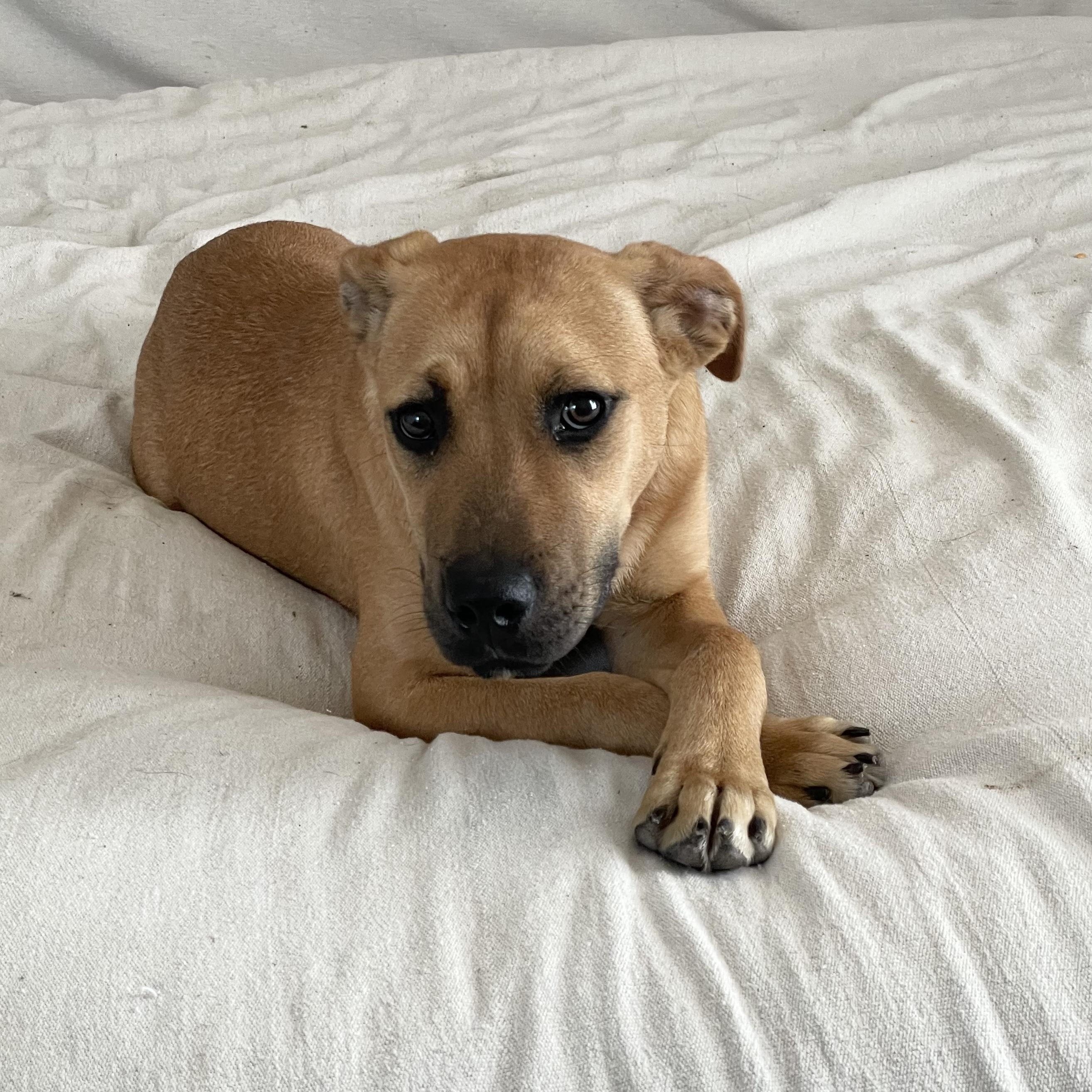 Enlarge Cuddly Kasey, a ADOPTABLE mixed breed in West Hartford , CT image 2/4